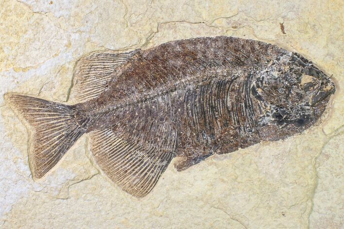 Fossil Fish (Phareodus) - Beautiful Specimen #163420
